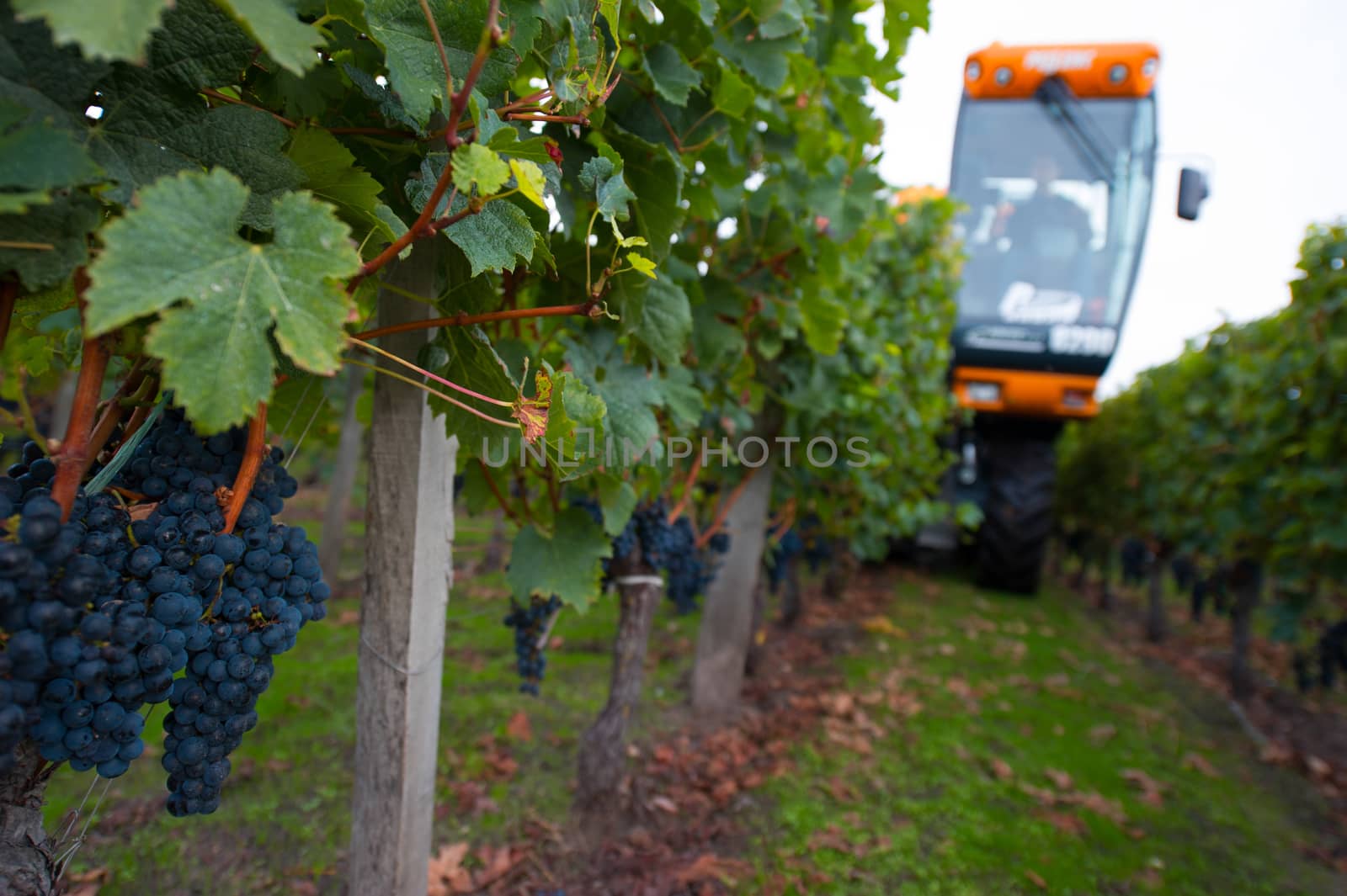 Mechanical harvesting of grapes in the vineyard, France