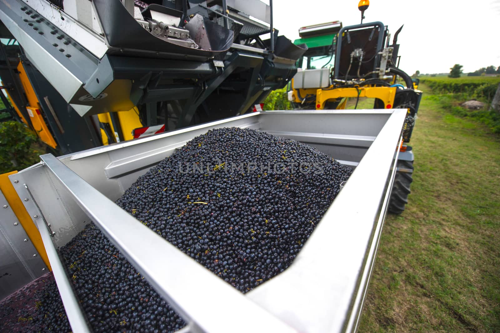 Mechanical harvesting of grapes in the vineyard, France