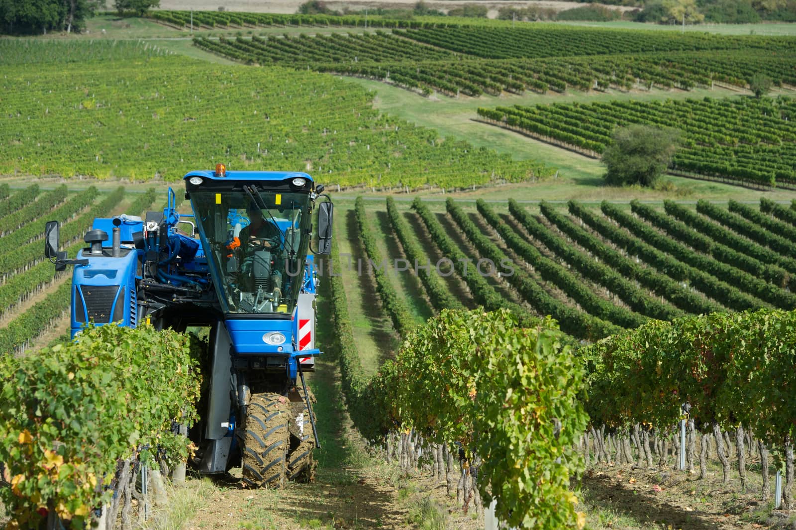 Mechanical harvesting of grapes in the vineyard, France