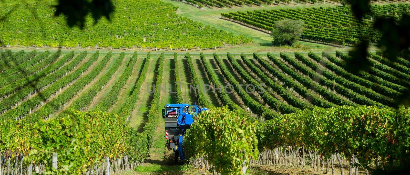 Mechanical harvesting of grapes in the vineyard, France