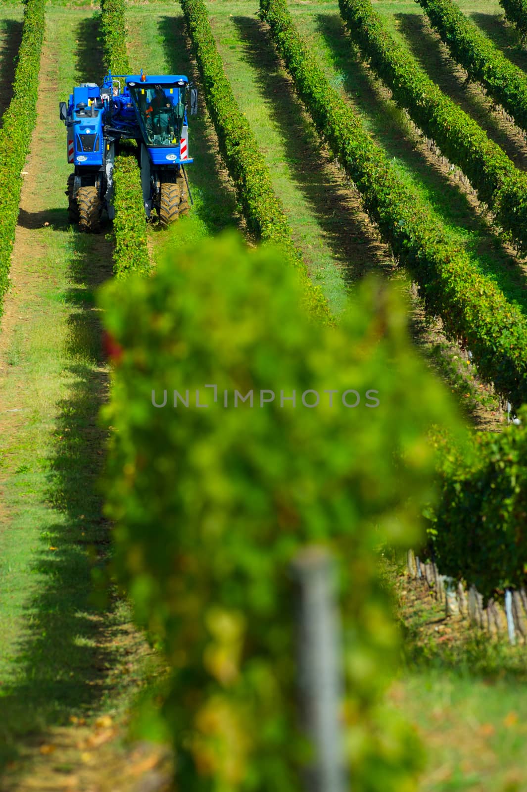 Mechanical harvesting of grapes in the vineyard, France