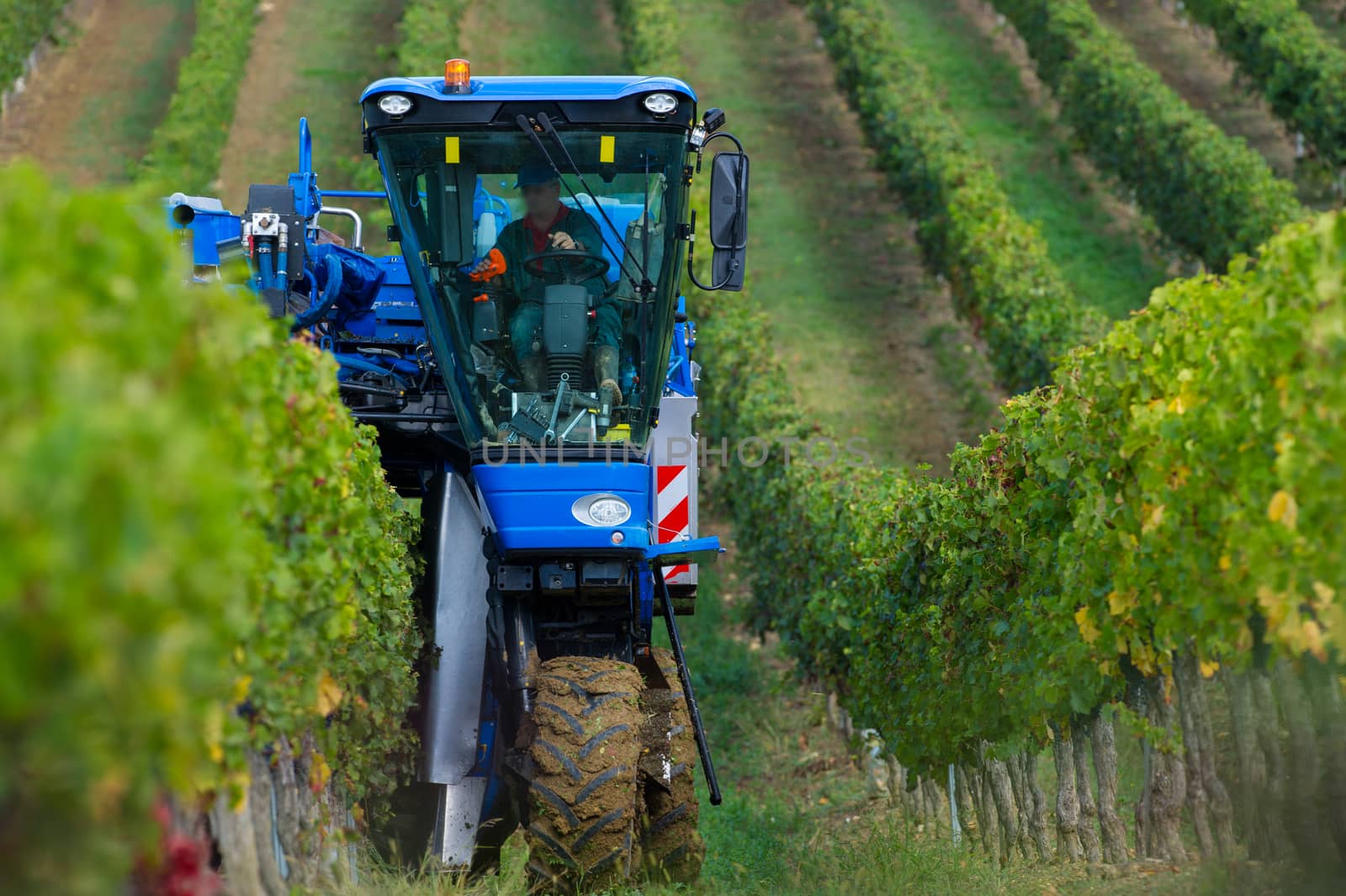 Mechanical harvesting of grapes in the vineyard, France