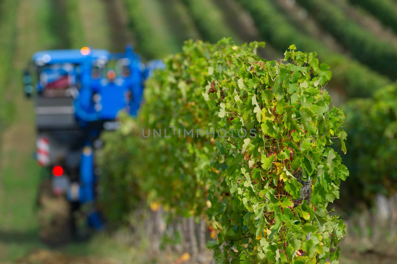 Mechanical harvesting of grapes in the vineyard, France