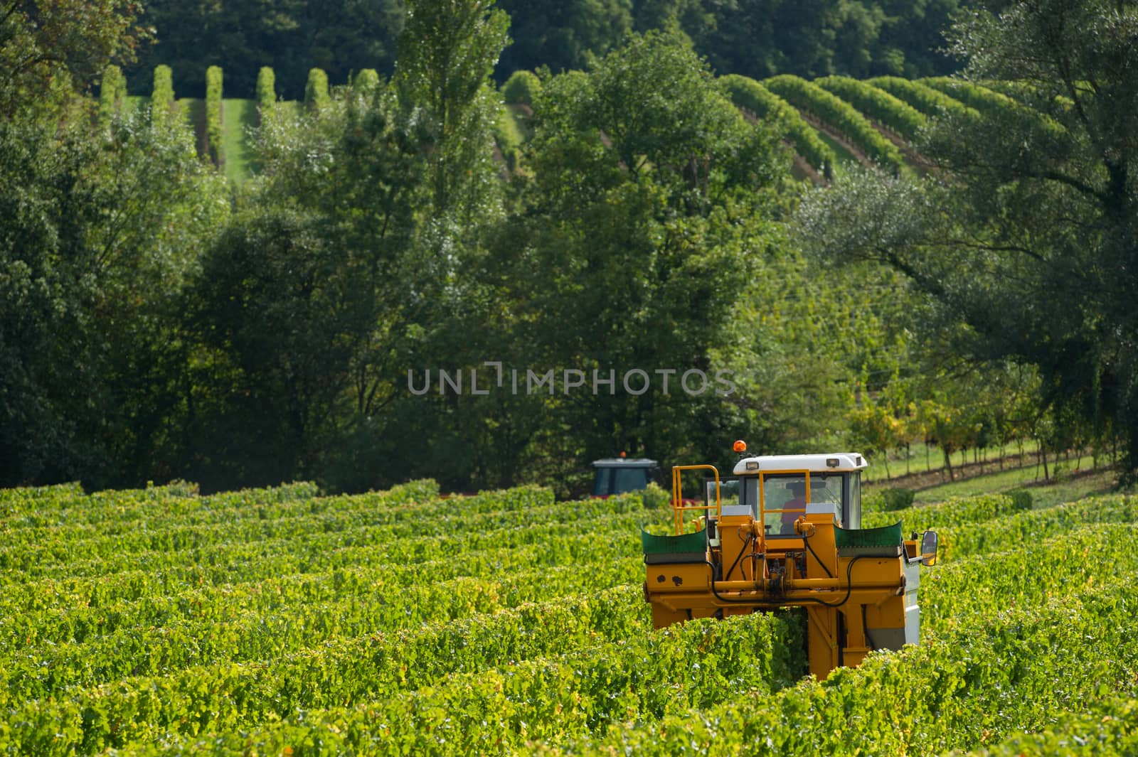 Mechanical harvesting of grapes in the vineyard, France