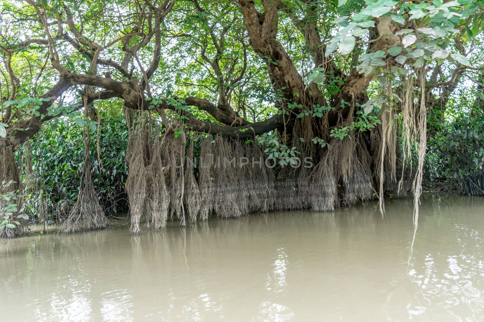 green swamp forest ratargul at Sylhet, Bangladesh