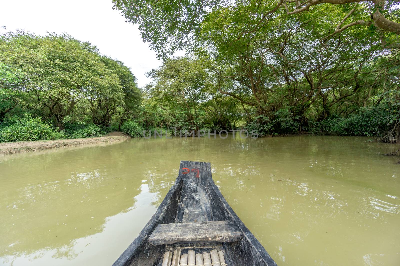 green swamp forest ratargul at Sylhet, Bangladesh