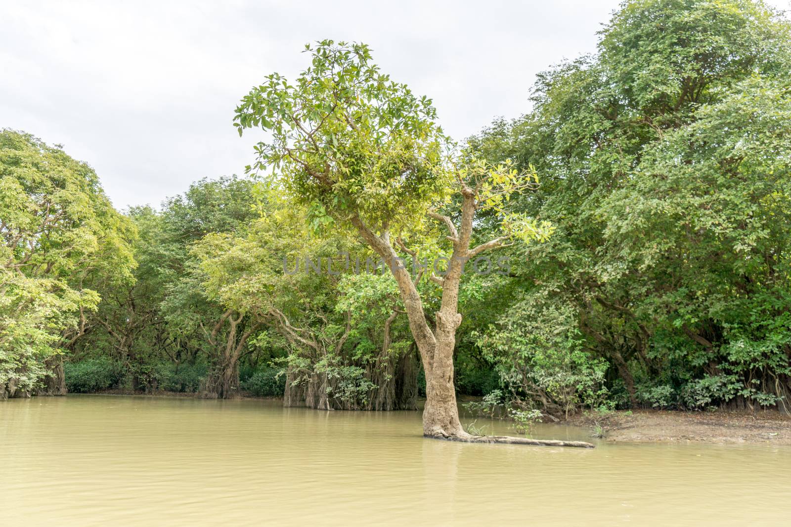 green swamp forest ratargul at Sylhet, Bangladesh