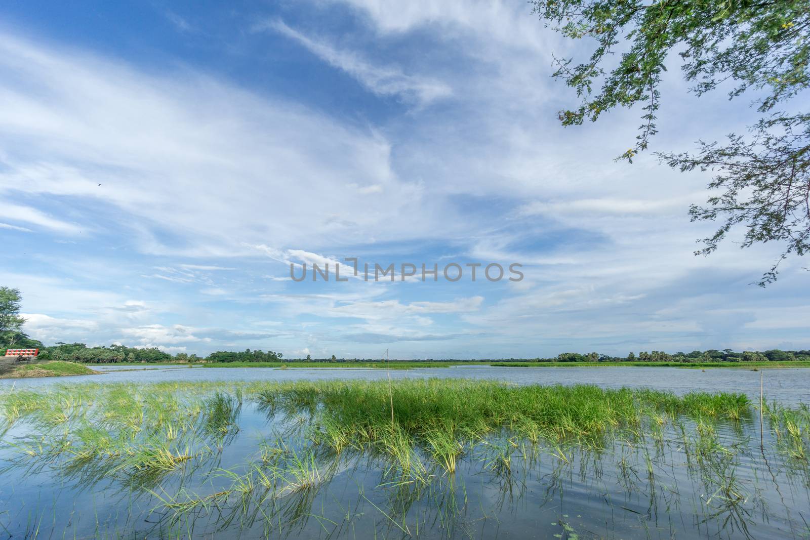 green field and blue sky with light clouds in Gopalgonj, bangladesh