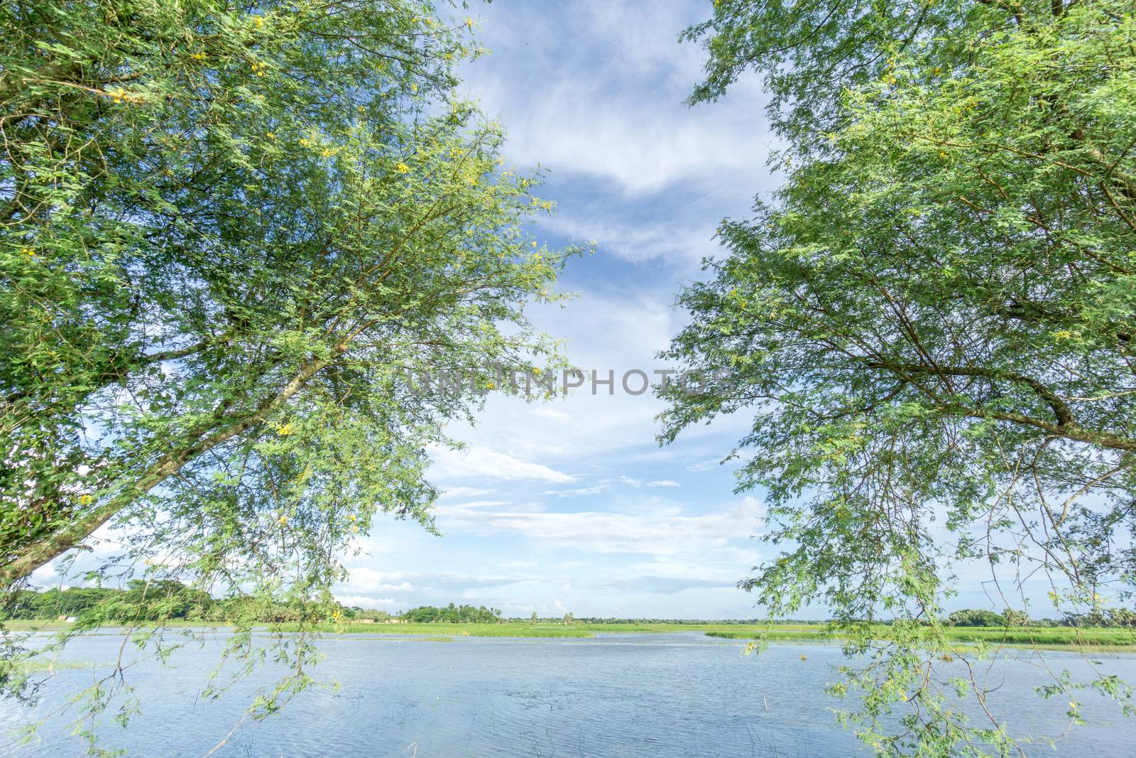 green field and blue sky with light clouds in Gopalgonj, bangladesh