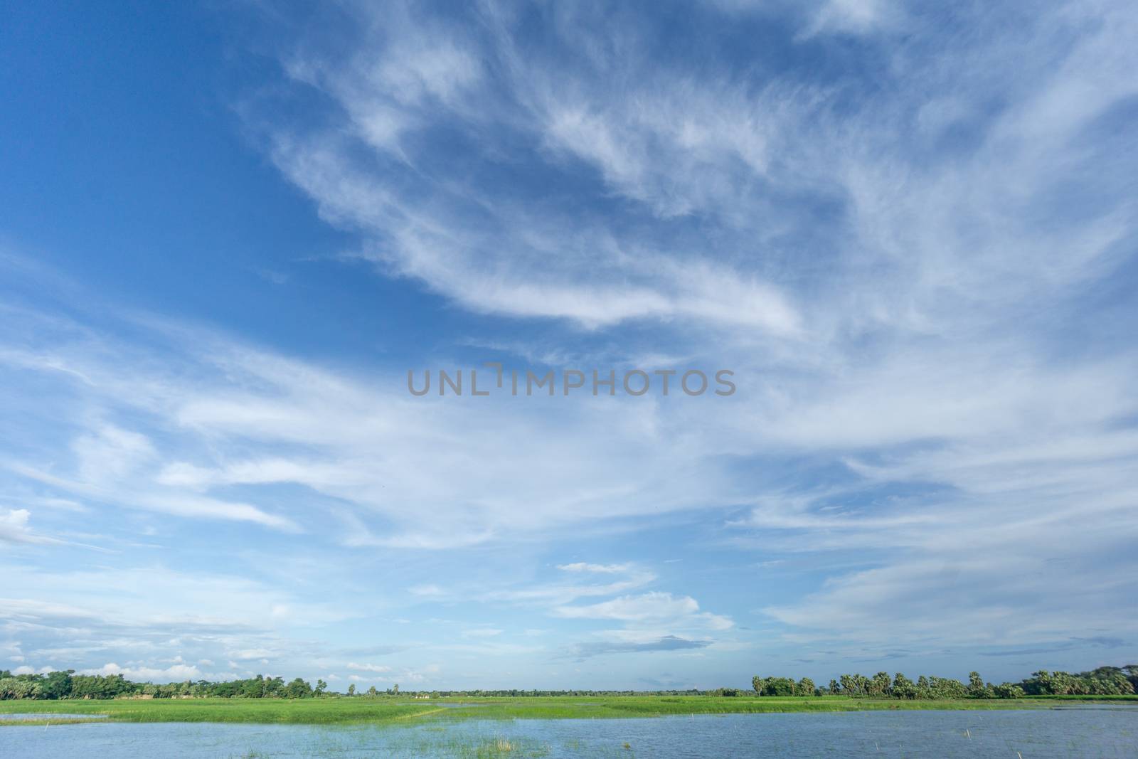 green field and blue sky with light clouds in Gopalgonj, bangladesh