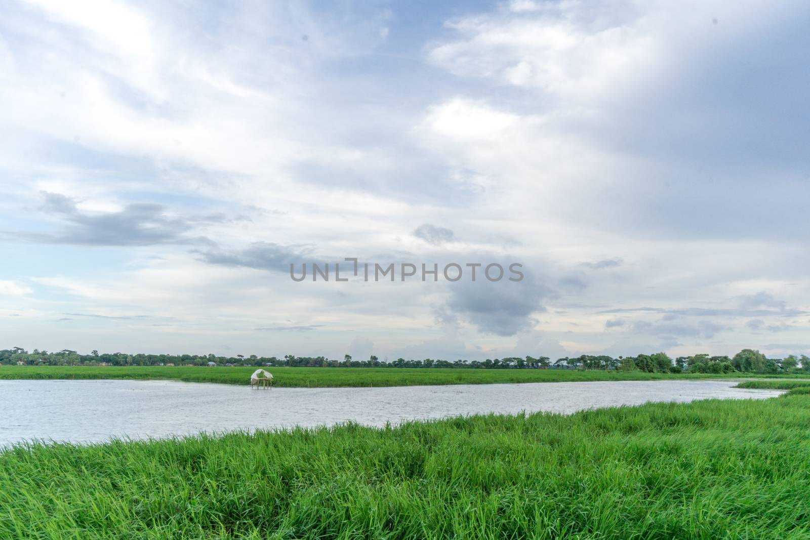 green field and blue sky with light clouds in Gopalgonj, bangladesh