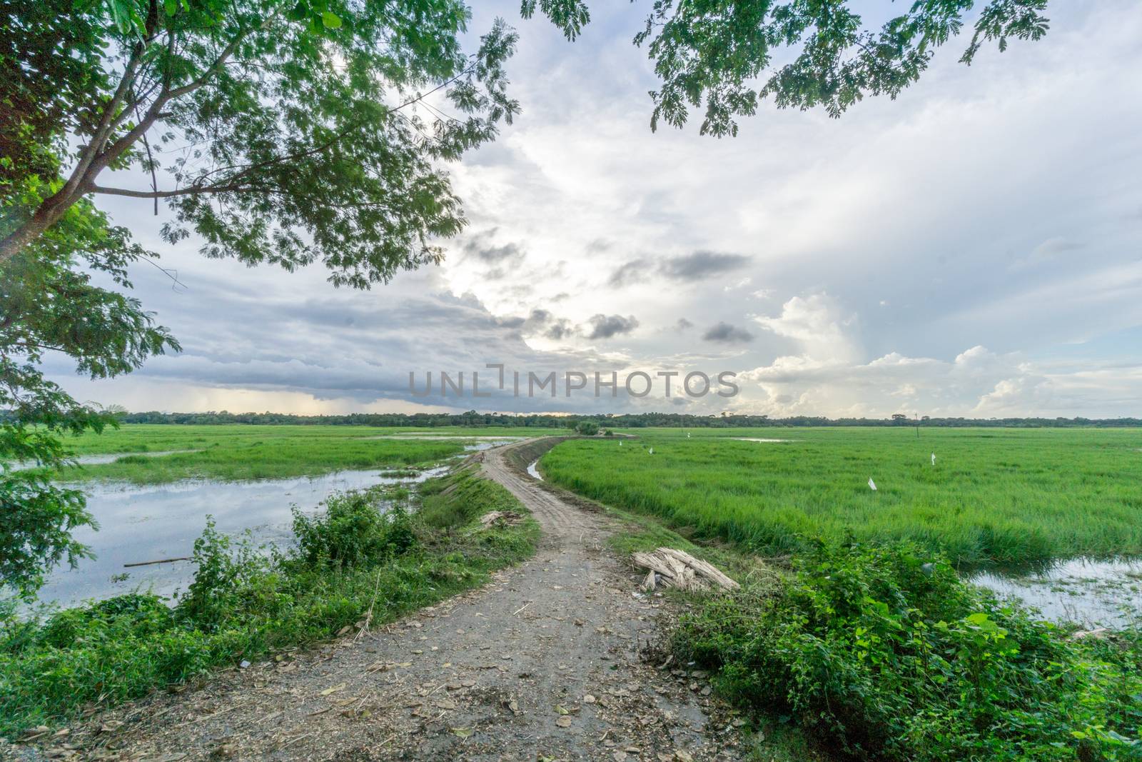 green field and blue sky with light clouds in Gopalgonj, bangladesh