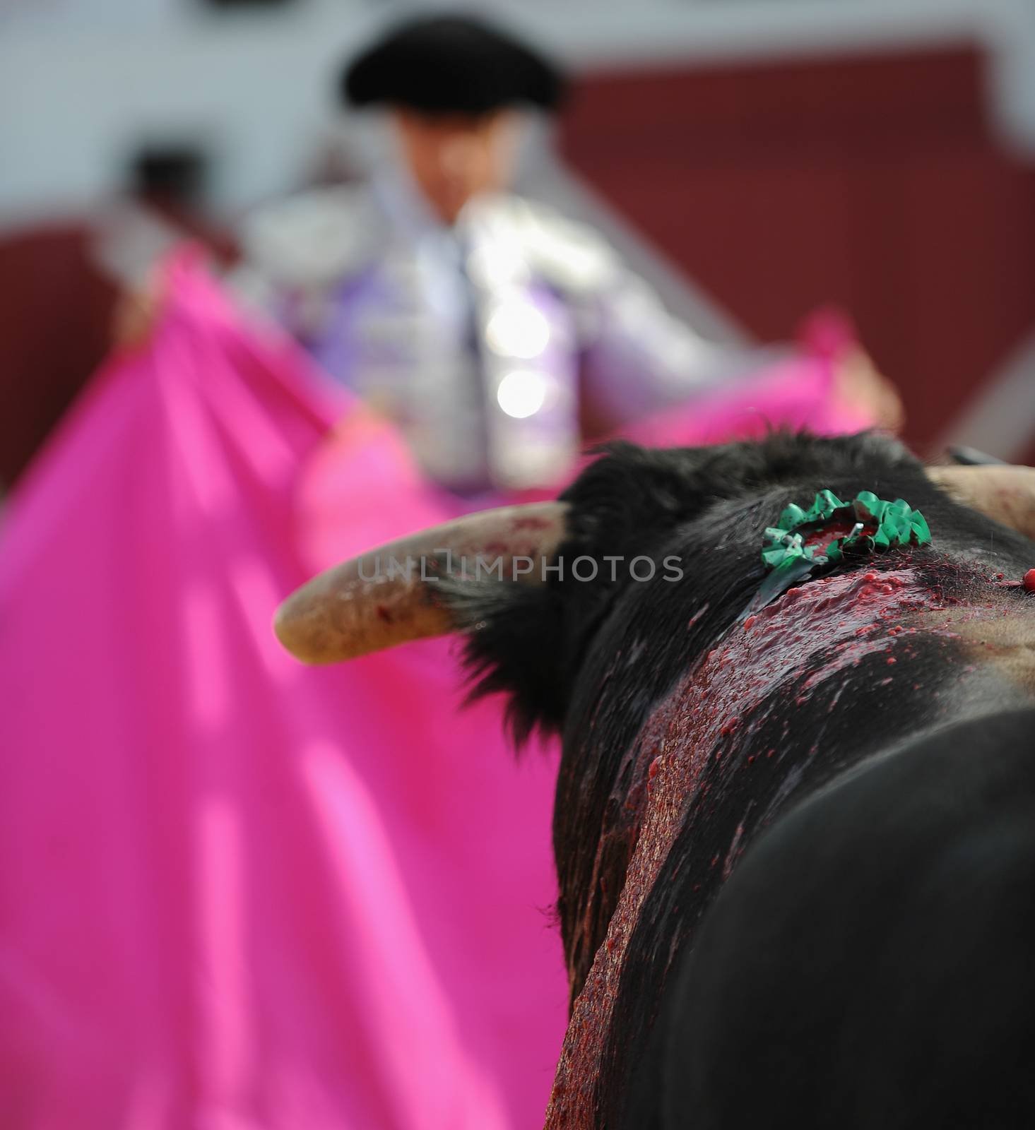 El Toro - Bullfigth corrida
