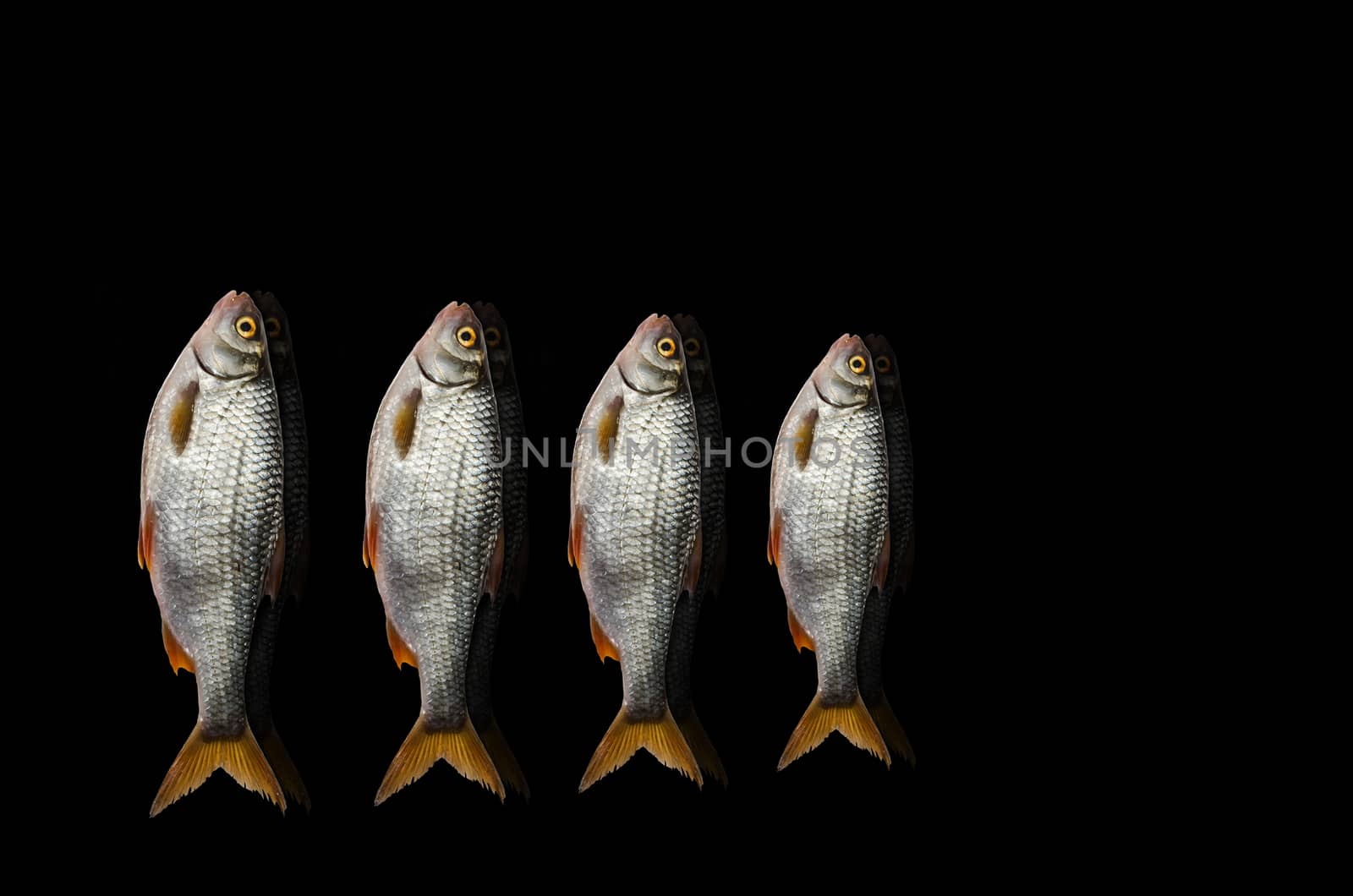 Fresh River fish, lying on a black background by Gaina