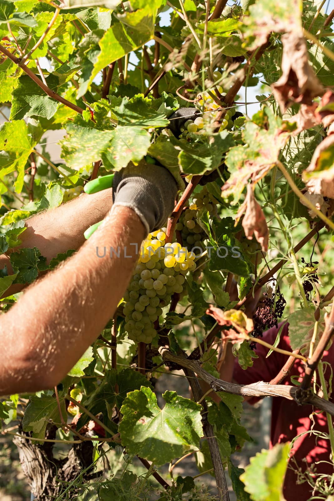 Grape harvester by cutting a bunch of grapes from the vine in a sunny day