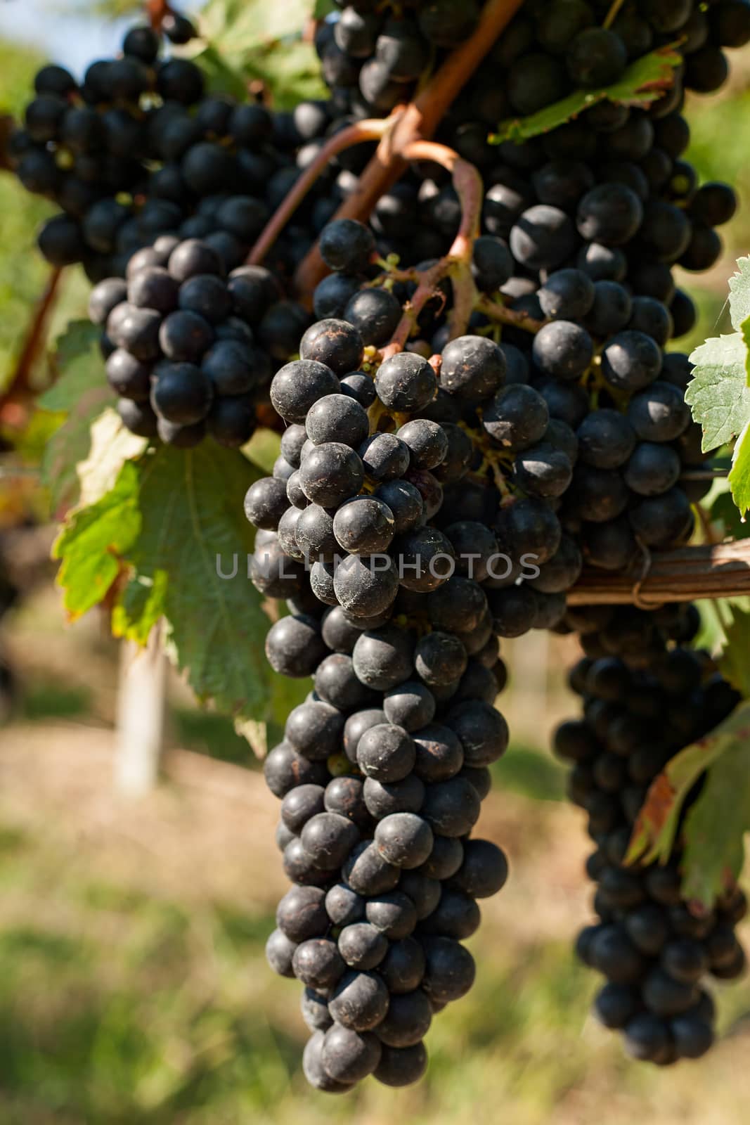Bunches of red grapes in the vineyard during a sunny day