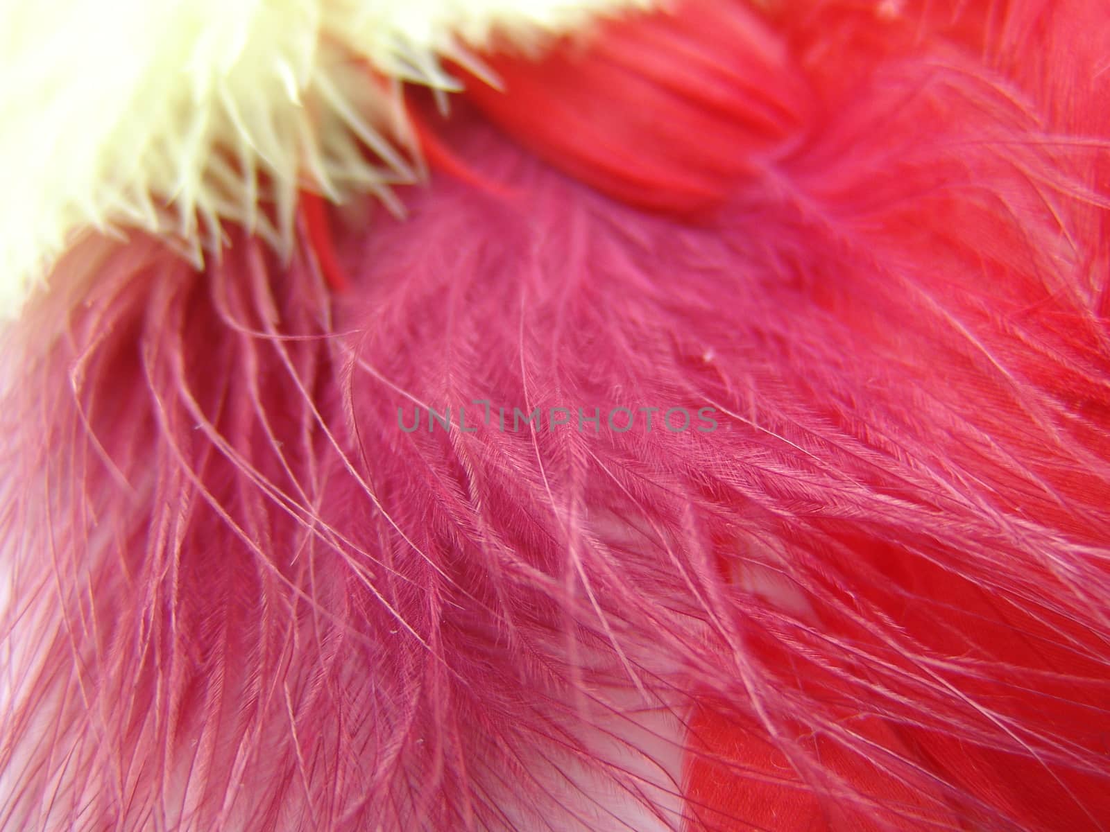 Background for design. Set of fluffy feathers.