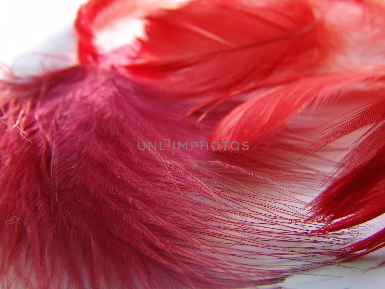 Background for design. Set of fluffy feathers. by elena_vz