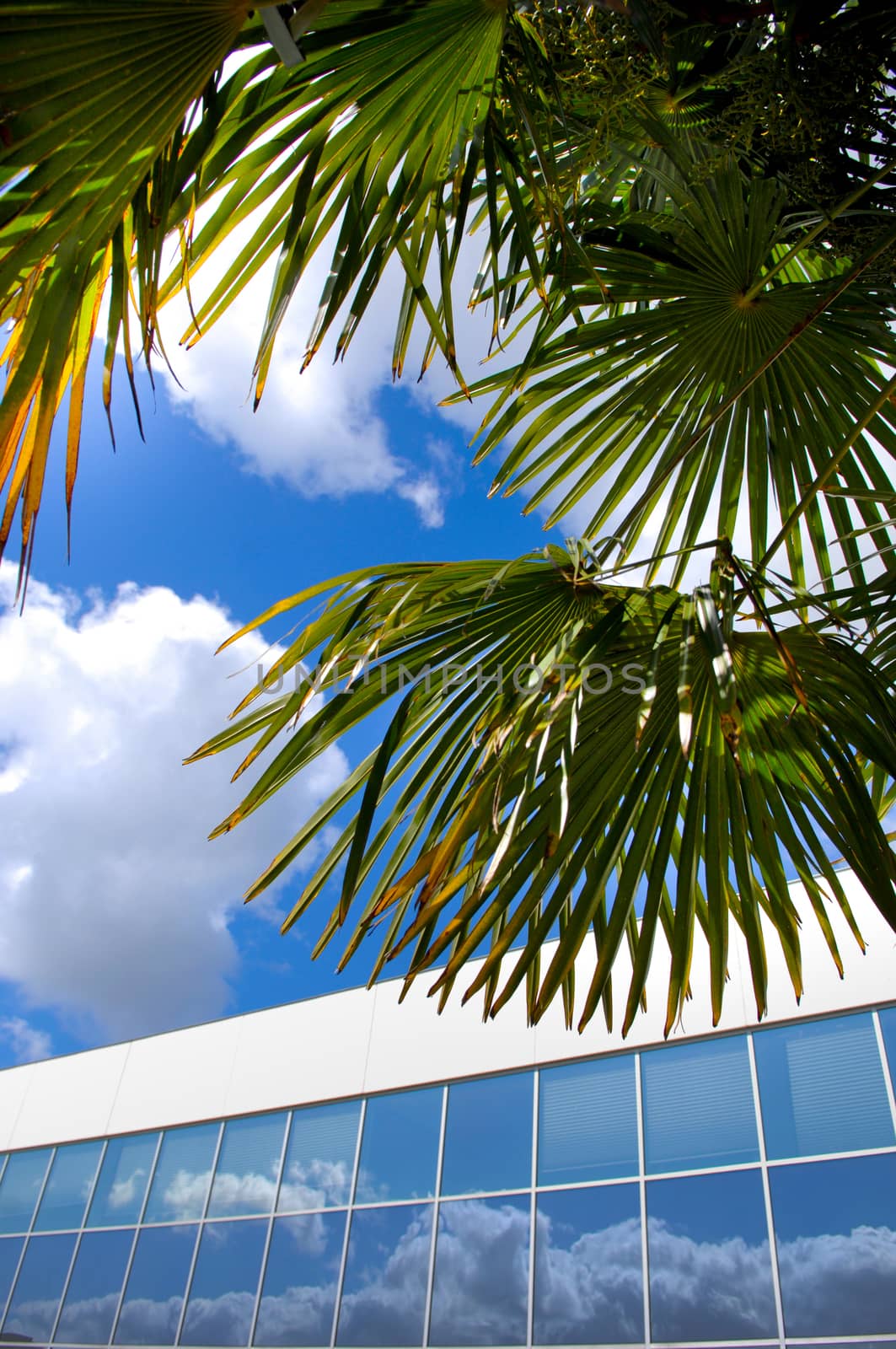 Business, Cityscape, Office, Windows, Palm, on blue sky, France