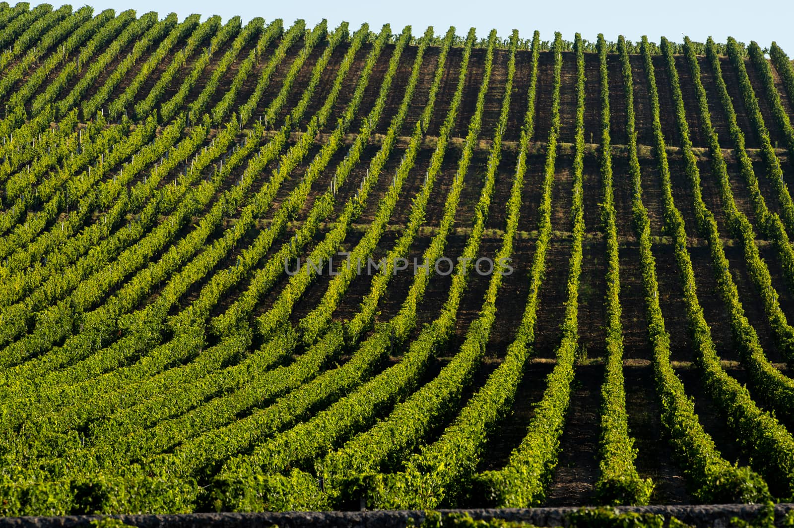 Vineyard Sunrise-Vineyards of Saint Emilion, Bordeaux Vineyards, France