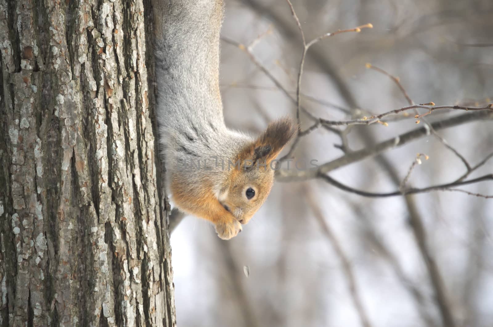 Squirrel on a tree upside down, trying something there. by alexDesi