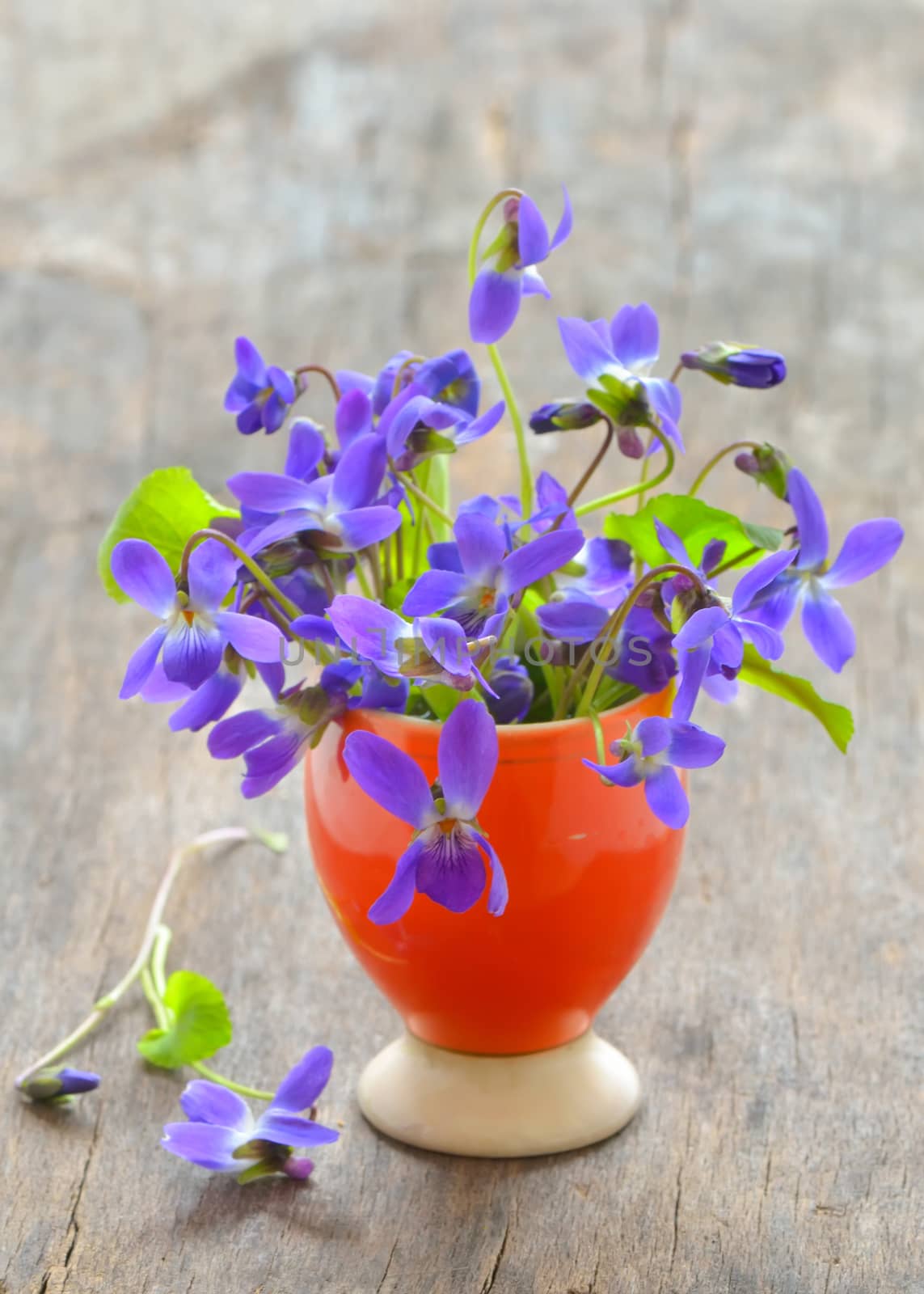 violets flowers (Viola odorata)  by mady70