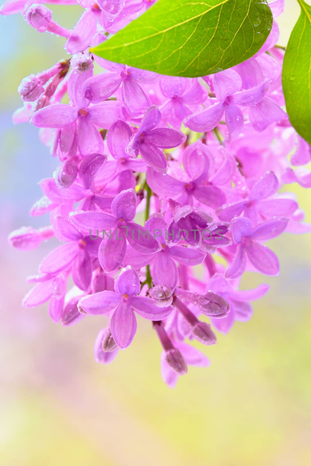 Spring lilac violet flowers by mady70