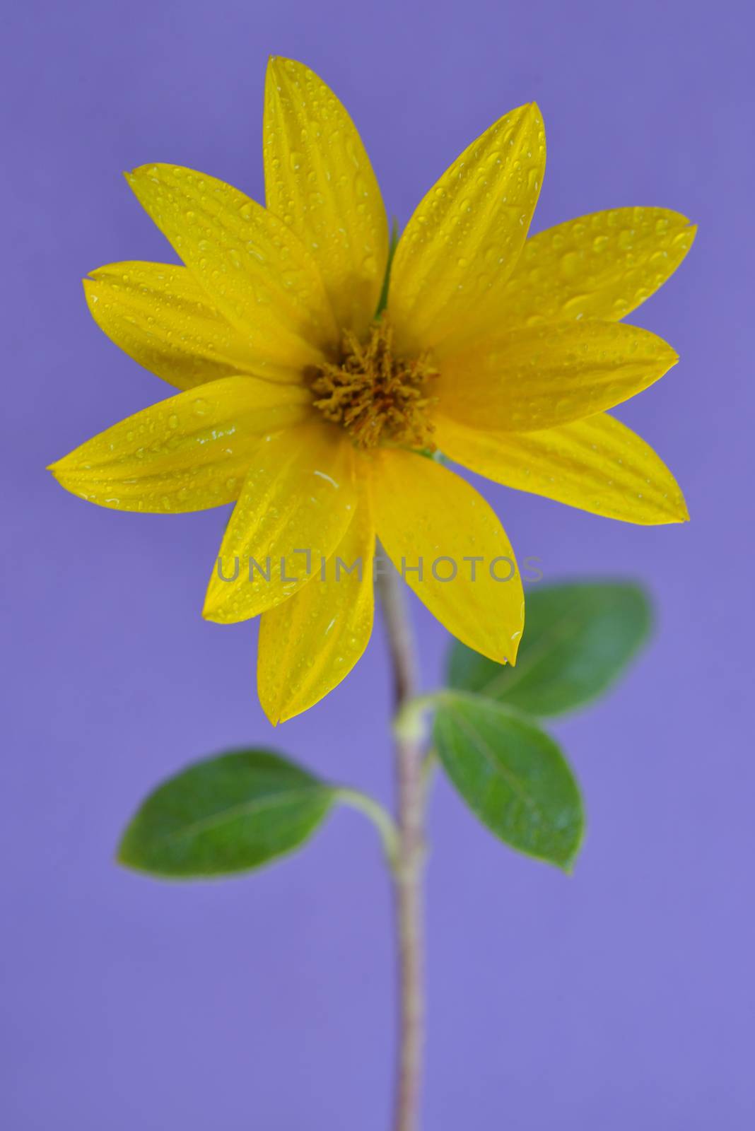 smal sunflower and dew drops on violet background