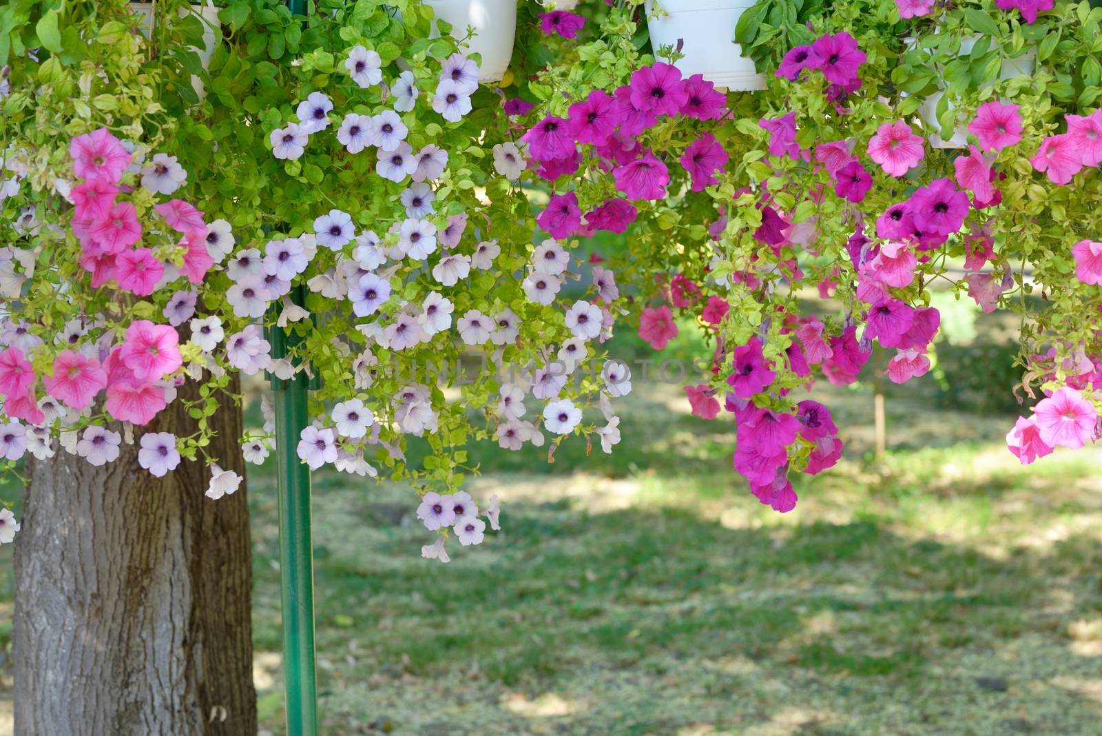 Petunia flowers in pots hanging in park