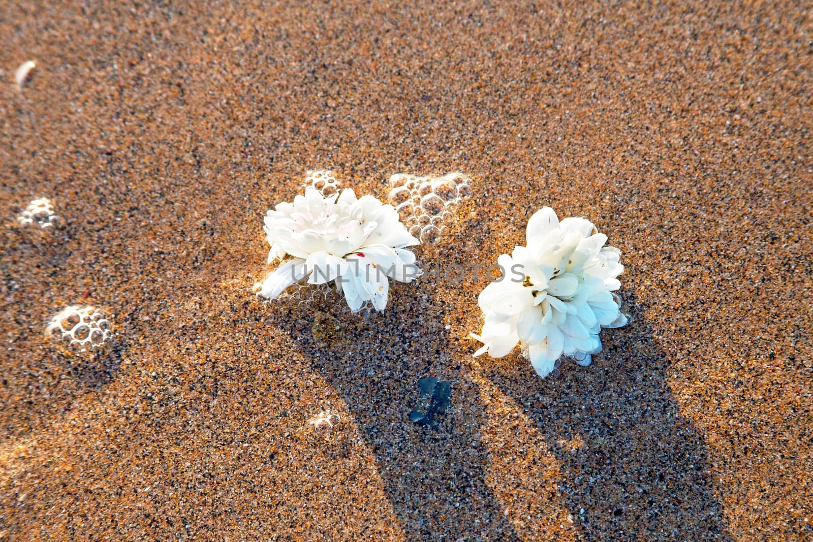 Two white flowers in the water on the beach