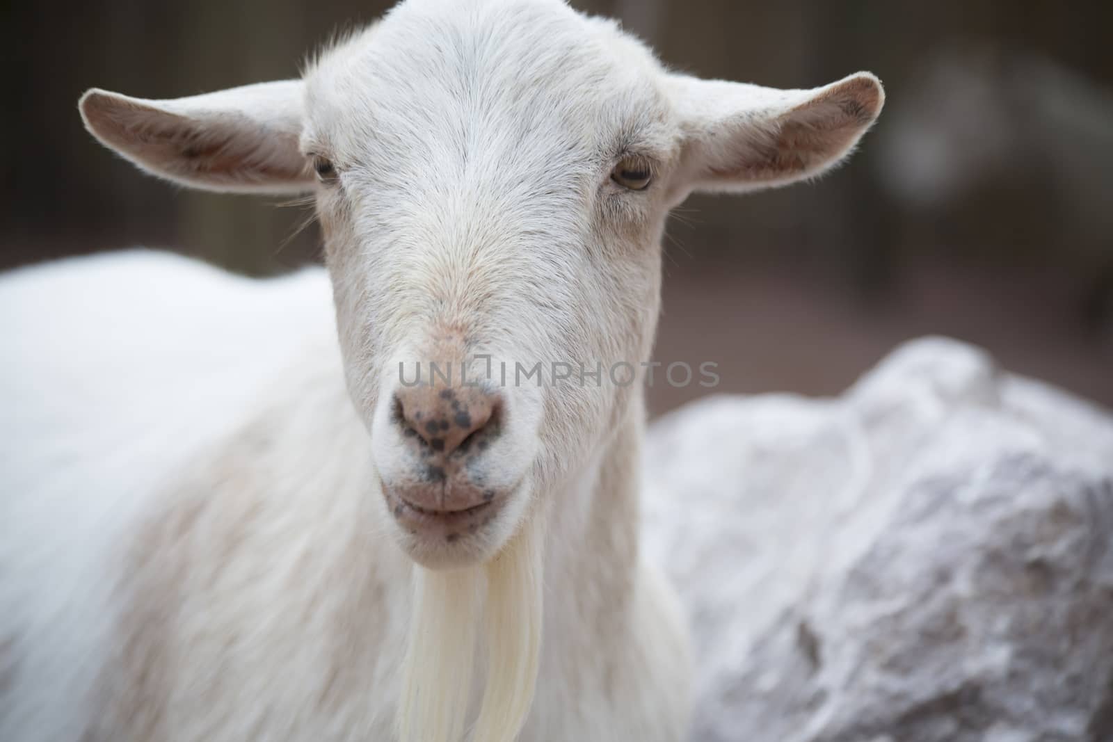 Close up of a white and light brown goat 