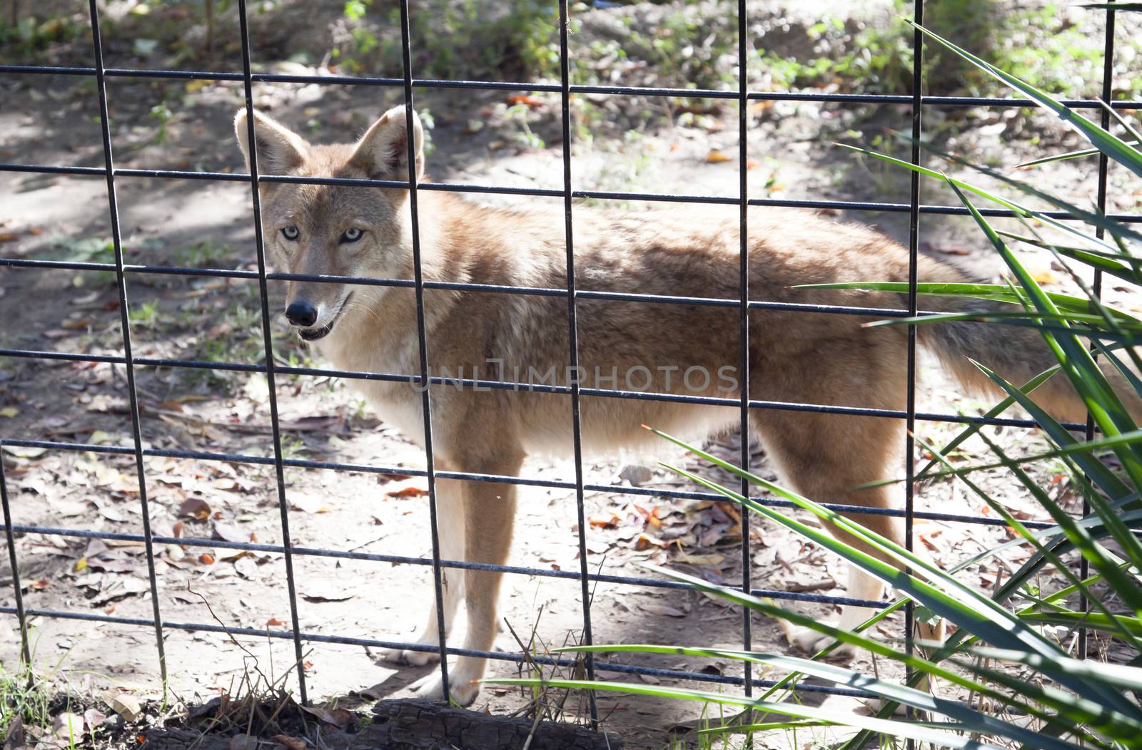 Close up of a red wolf in captivity