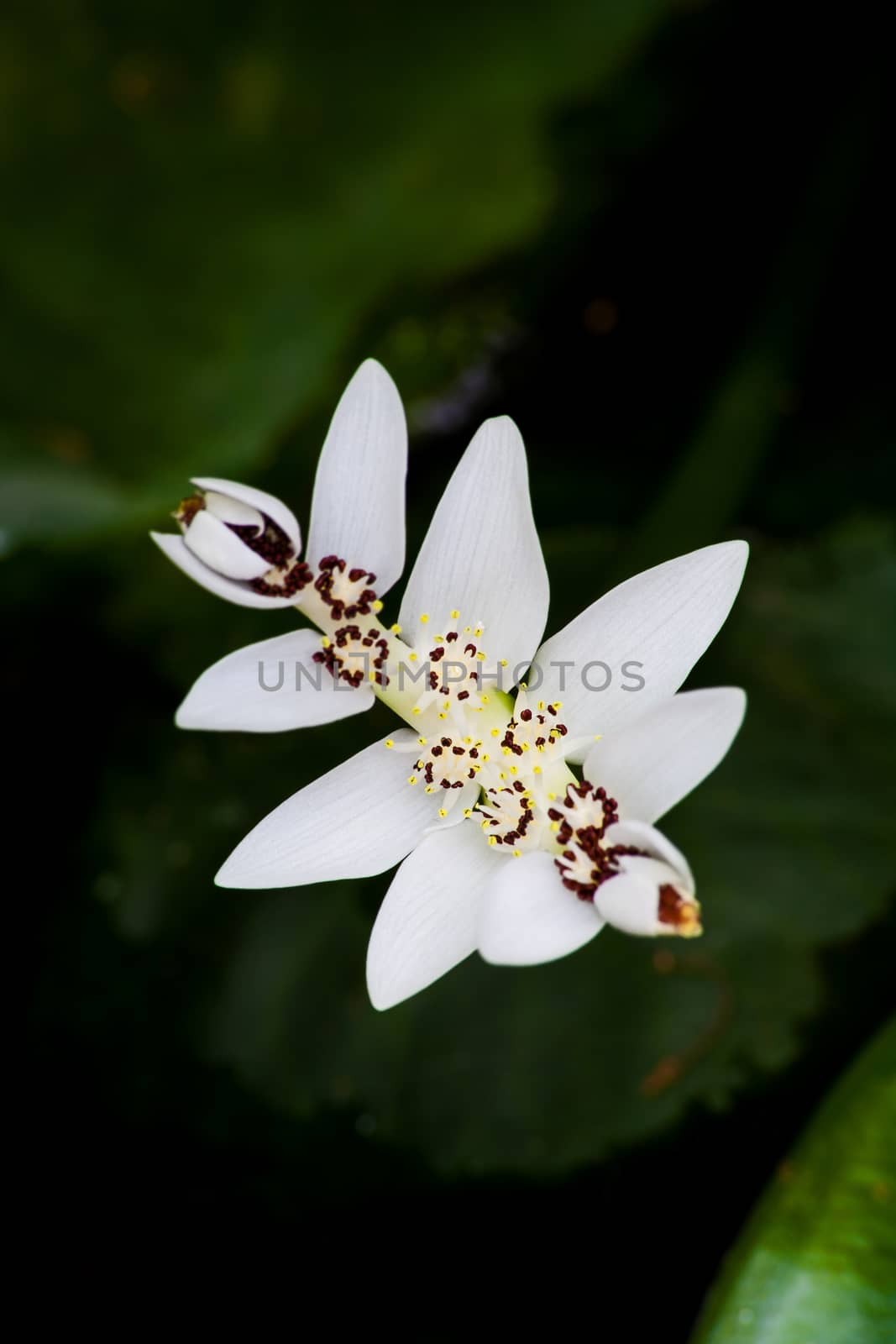 Cape Pond Weed (Aponogeton distachyos) by kobus_peche