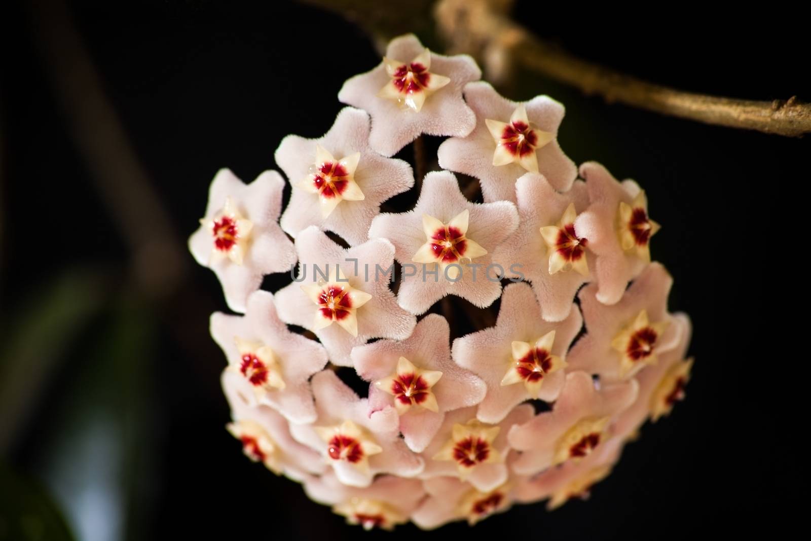 Macro Image of the flower of the Hoya Waxplant