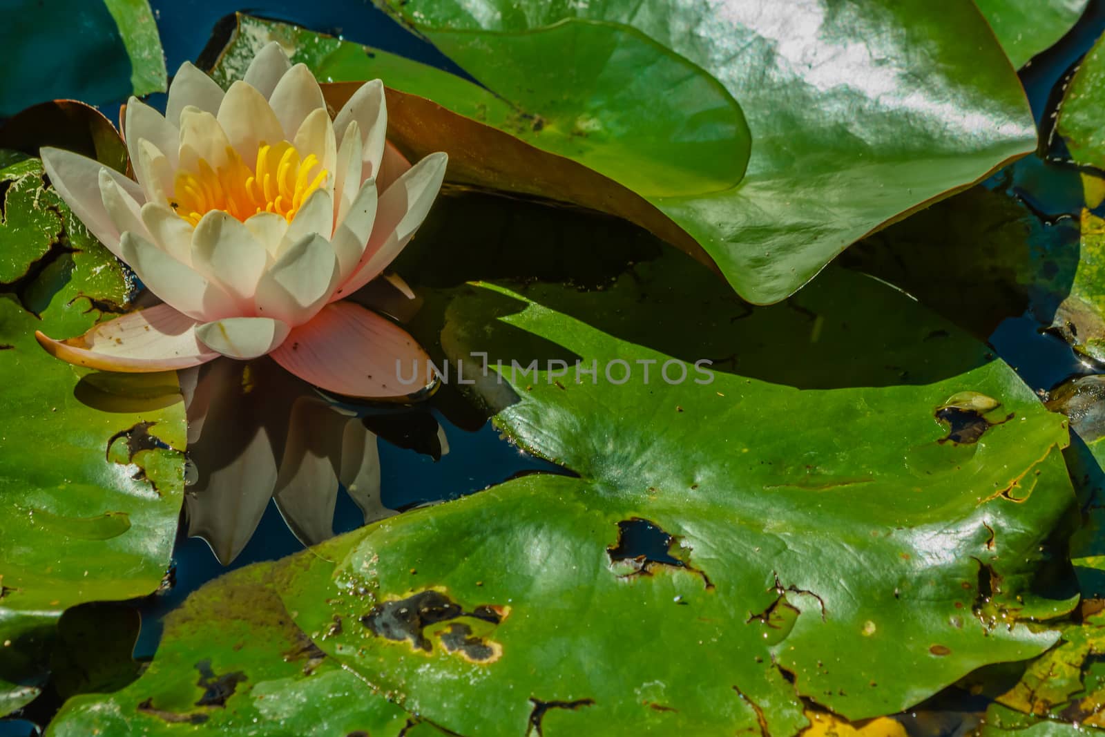 a beautiful   flower-filled white waterlily sunlit