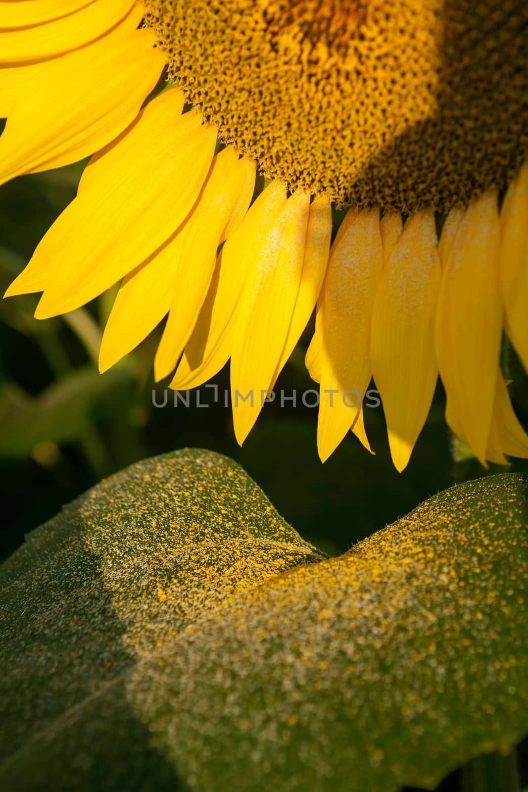 Close up of a sunflower by LuigiMorbidelli