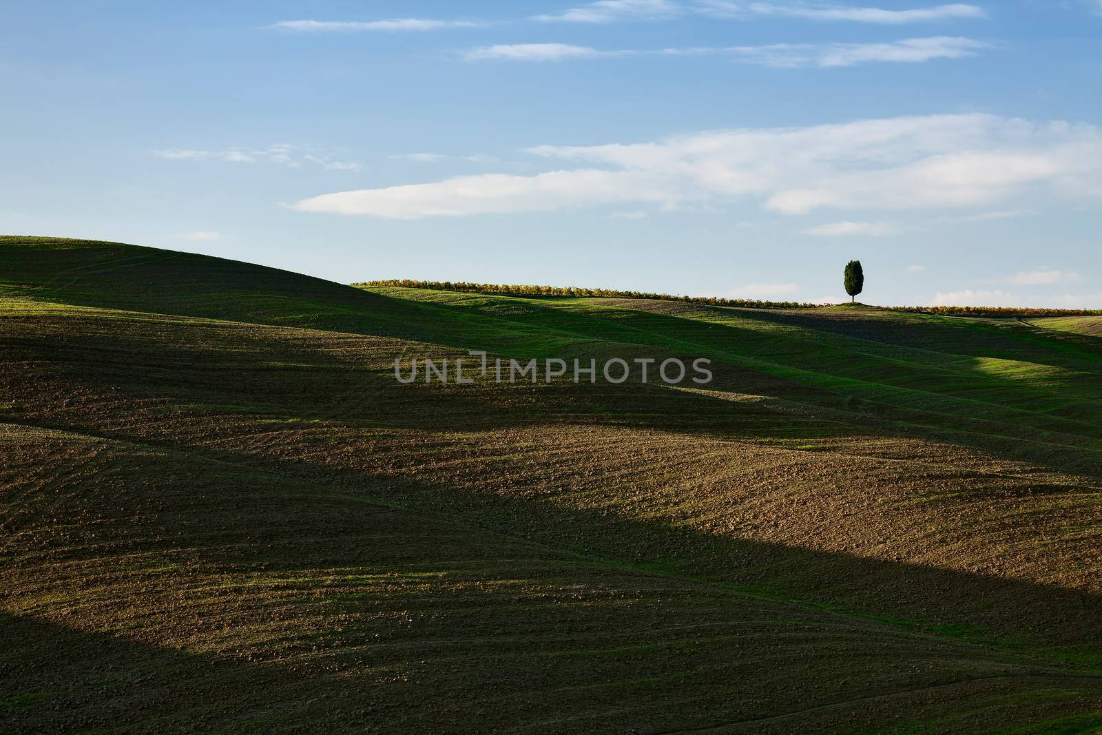 A lone tree in the hills of Val d'Orcia, Tuscany