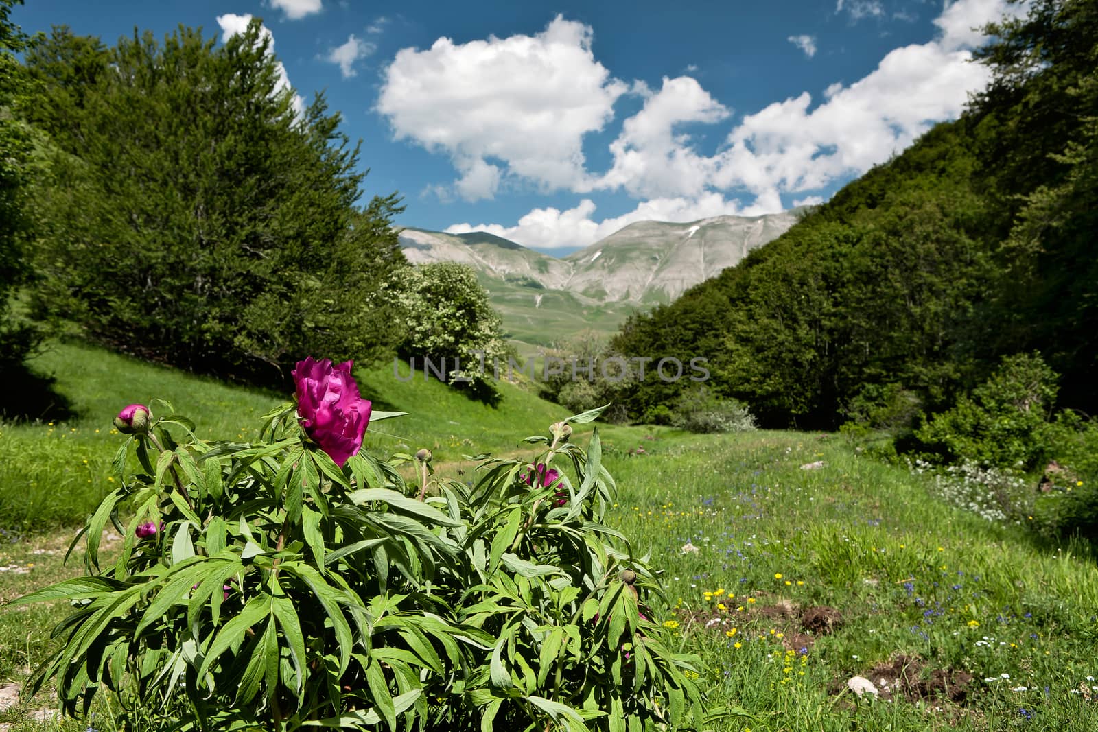 A beautiful peony flower in the Sibillini Mountains