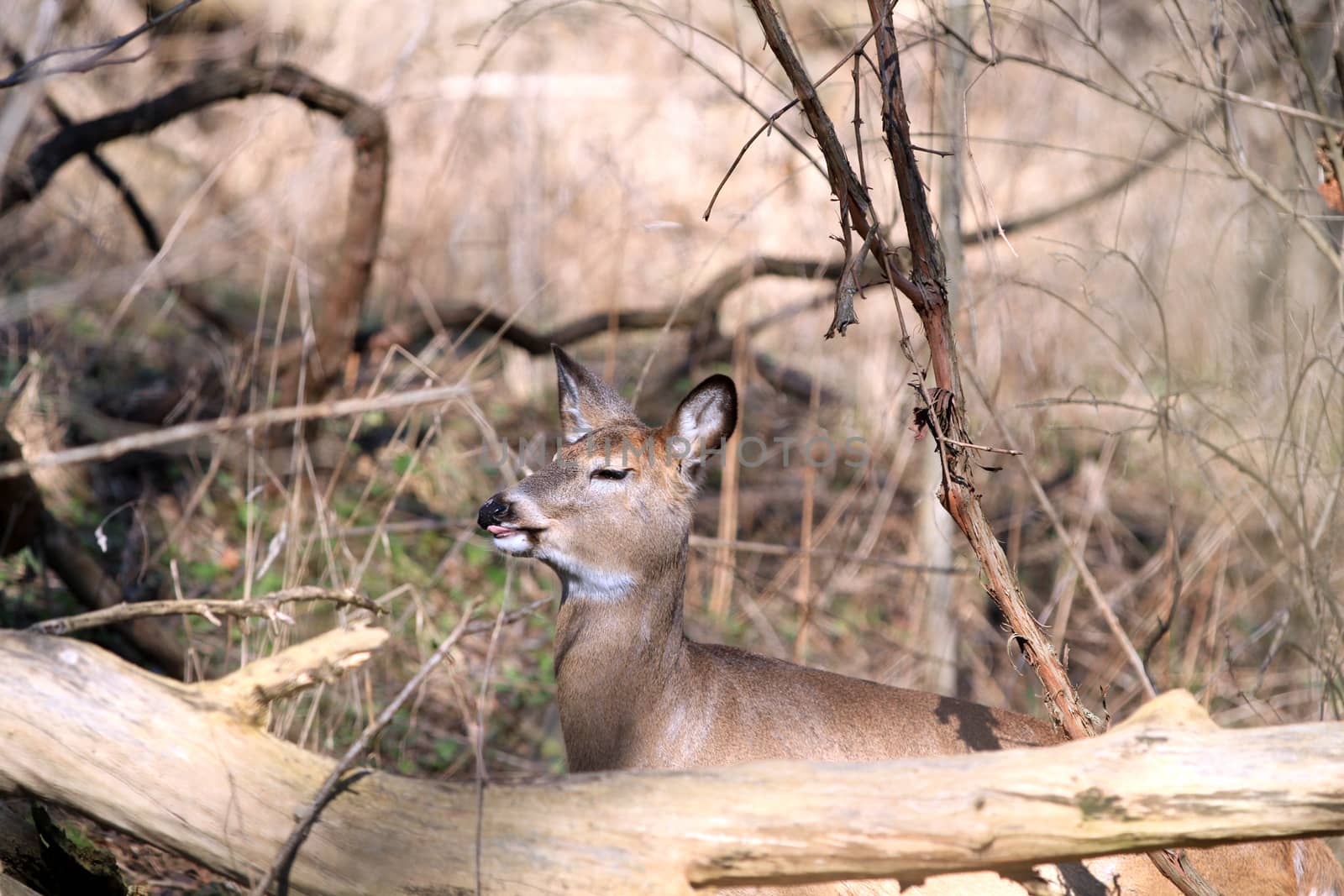 Whitetail Deer doe in wooded area in morning sun