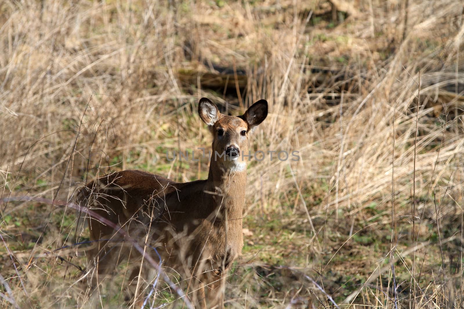 Whitetail Deer doe in wooded area in morning sun