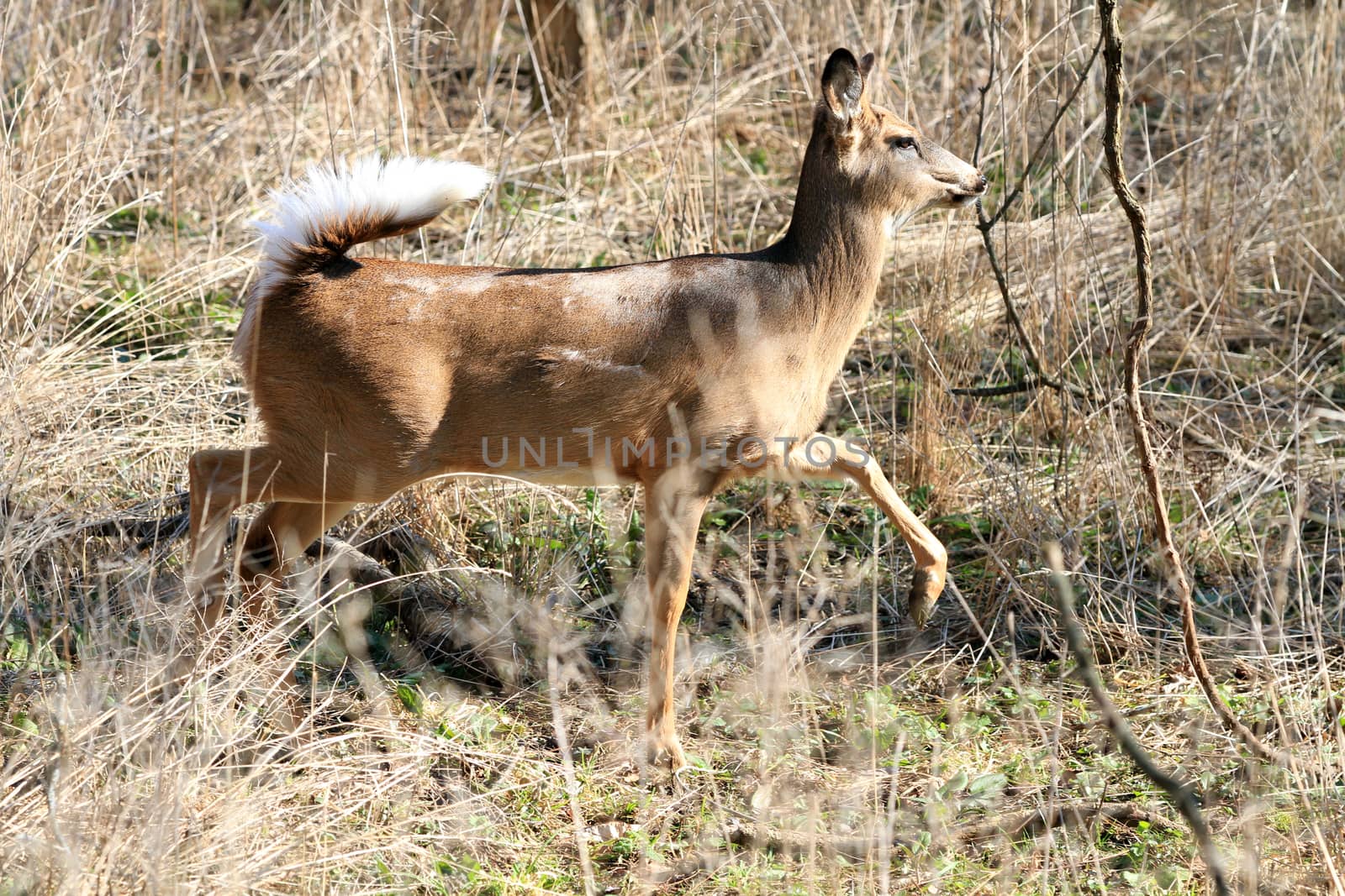 Whitetail Deer doe in wooded area in morning sun