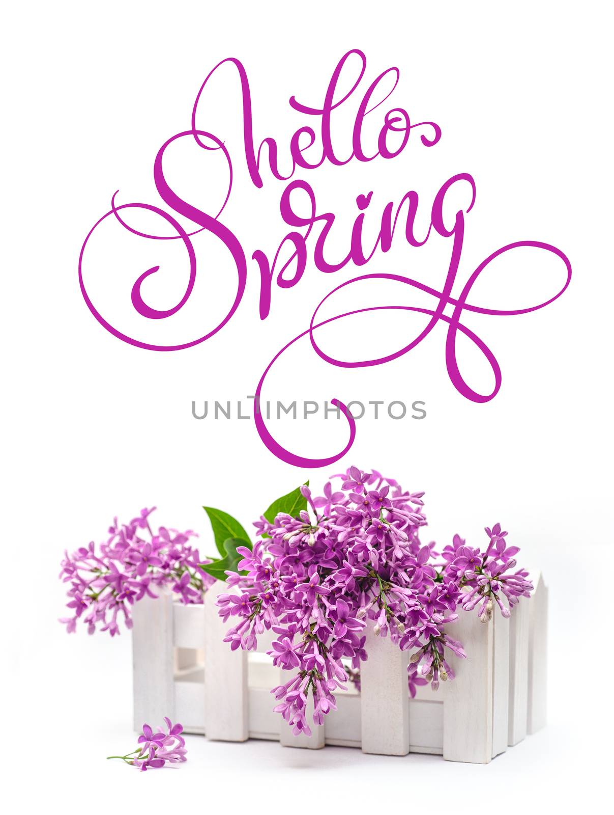 box and lilac on a white background and text Hello Spring. Calligraphy lettering by timonko