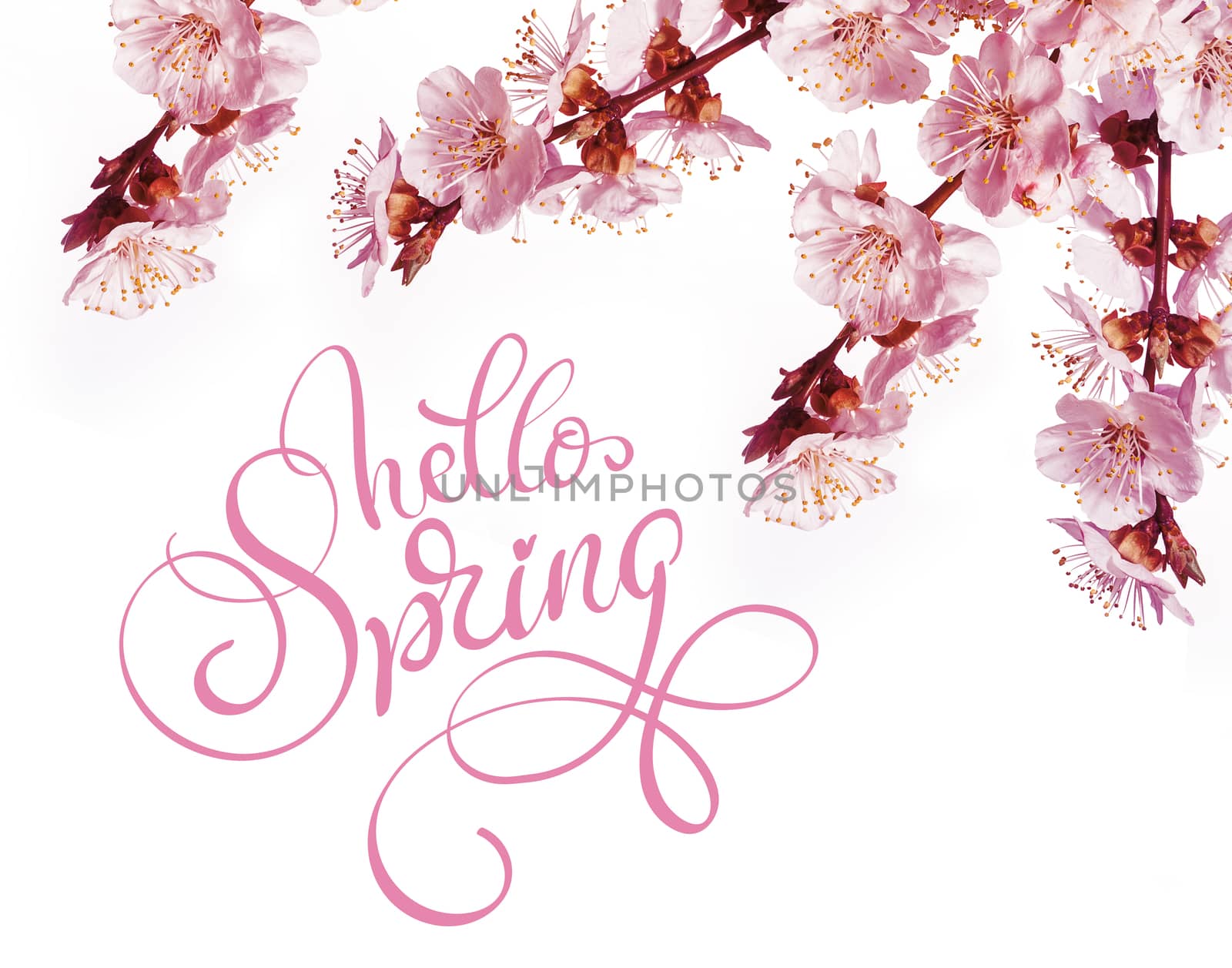 Spring flowers border and text Hello Spring. Calligraphy lettering by timonko