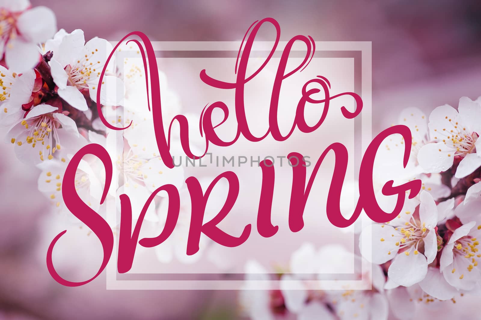 text Hello Spring. Calligraphy lettering and Beautiful branch of a blossoming tree on background.
