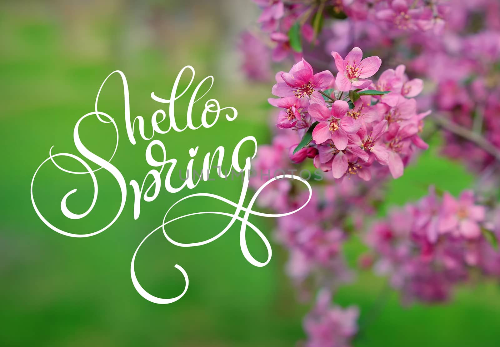 Blossoming apple-tree on a background of green grass and text Hello Spring. Calligraphy lettering.