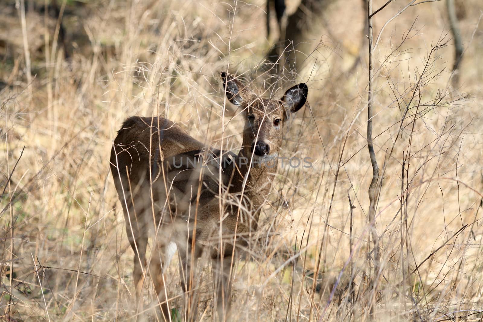 Whitetail Deer doe in wooded area in morning sun