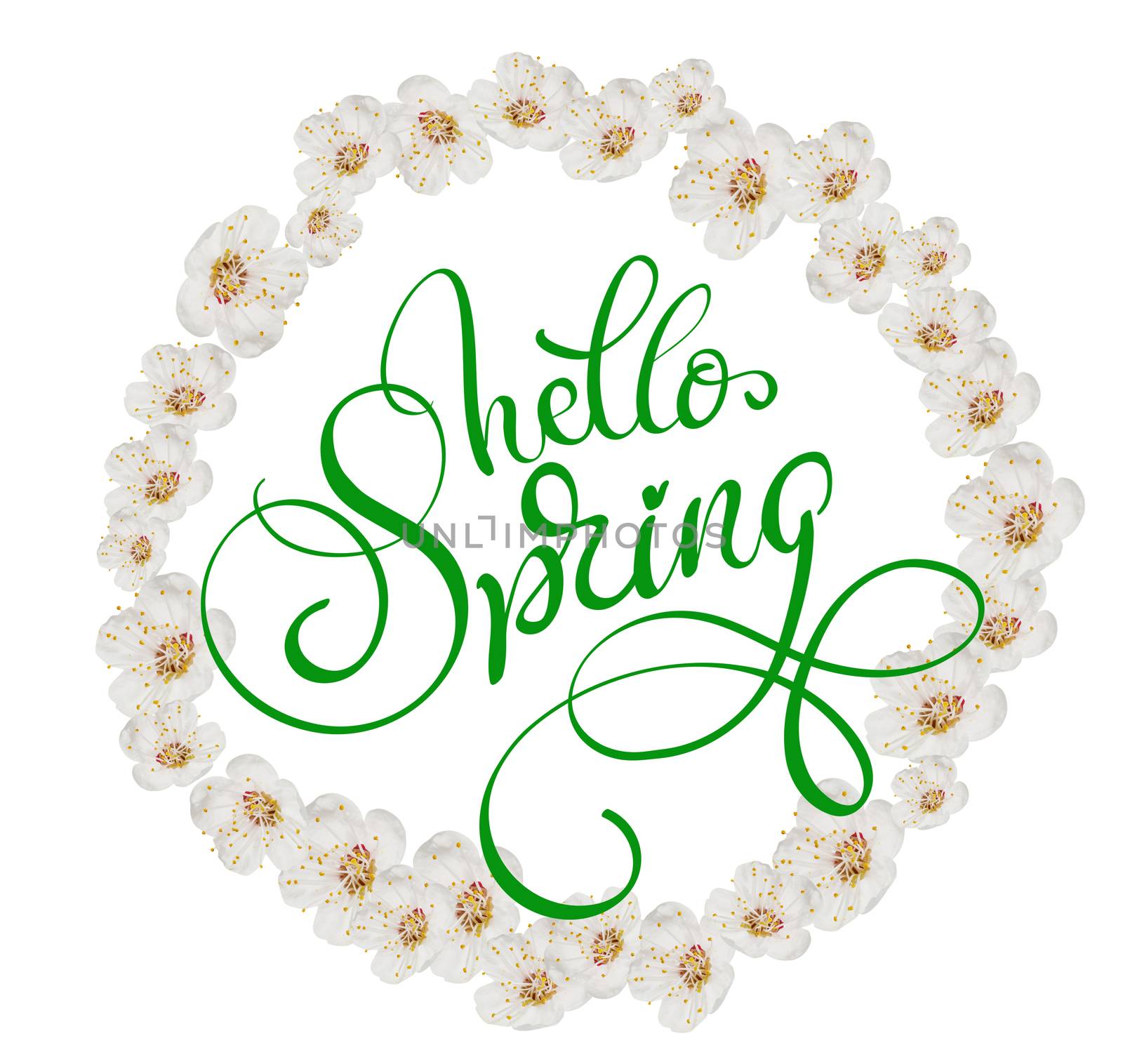 round frame of white flowers isolated on white background and text Hello Spring. Calligraphy lettering.