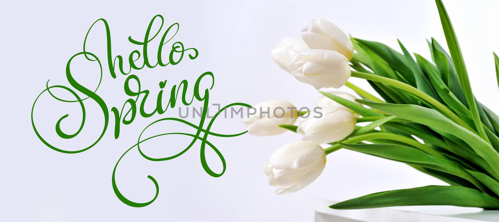 White Tulips and text Hello Spring. Calligraphy lettering.