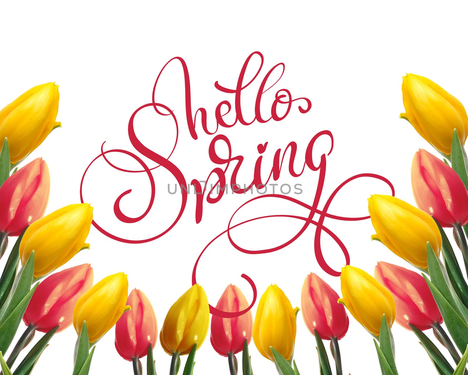 frame of yellow and red tulips on a white background and text Hello Spring. Calligraphy lettering by timonko