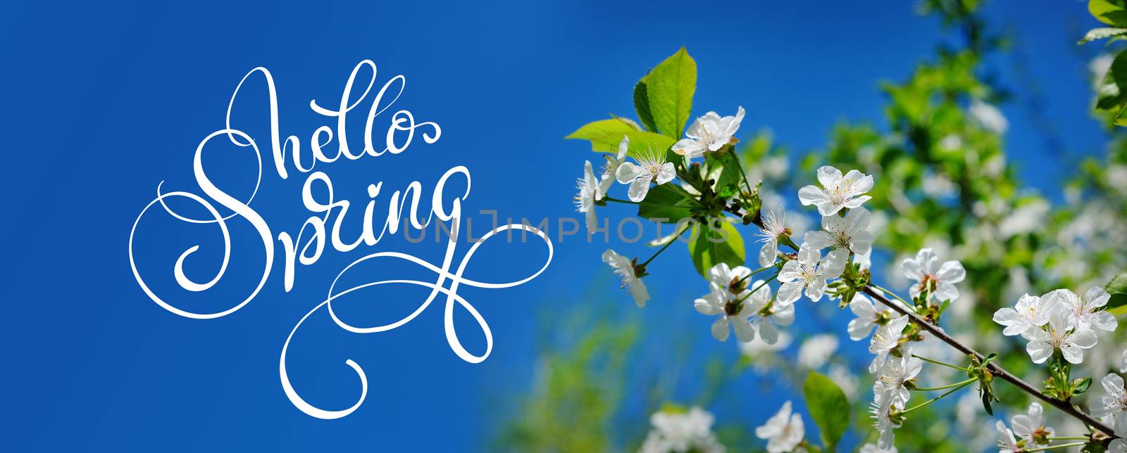 Beautiful blooming spring garden on a background of blue sky and text Hello Spring. Calligraphy lettering by timonko